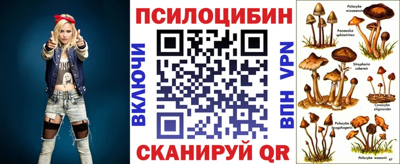 Купить  Ельня  Псилоцибиновые грибы Psilocybe 